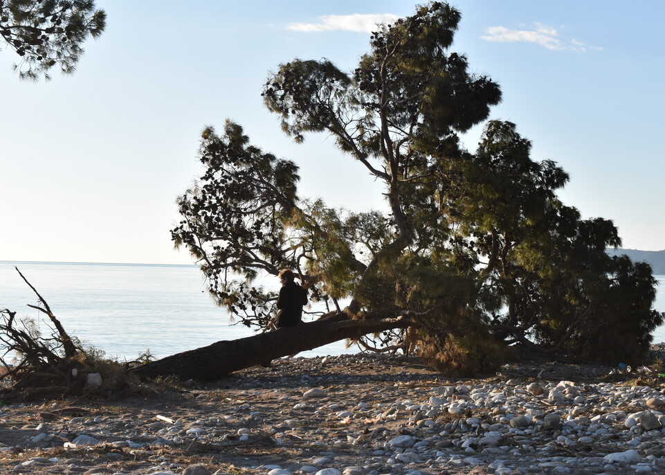 The Cypress They Failed to Take Down