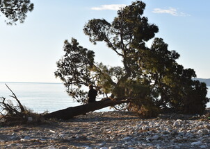 The Cypress They Failed to Take Down