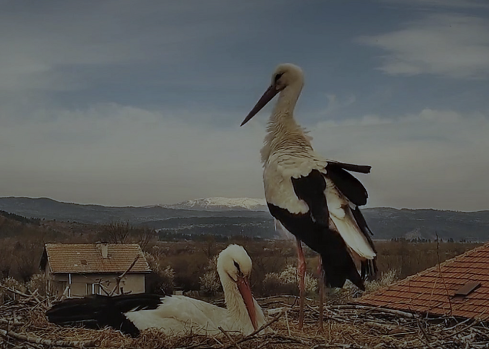 Nests of Storks and People